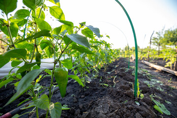 Agriculture food. Sweet green pepper growing in vegetable garden. Ripening bell peppers on garden bed close-up. Cultivation organic healthy vegetables on farm.