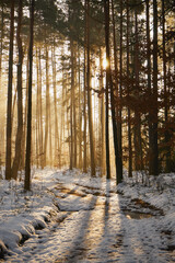 zima,wschód słońca,mgła,leśna droga © Marcin Łazarczyk