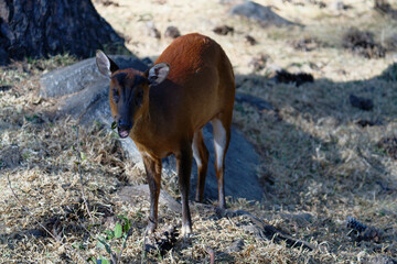 Red-flanked duiker in the forest