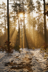 zima,wschód słońca,mgła,leśna ścieżka  © Marcin Łazarczyk