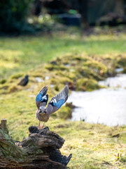 Eichelhäher (Garrulus glandarius)