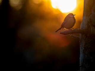 Kohlmeise (Parus major)