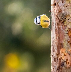 Blaumeise (Cyanistes caeruleu)