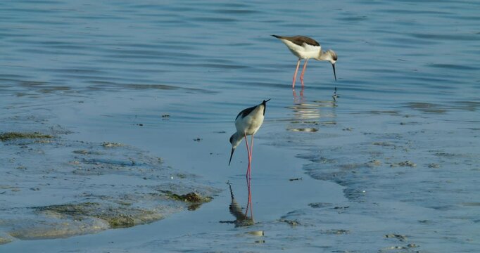 Migrating shore birds wintering in Sitra