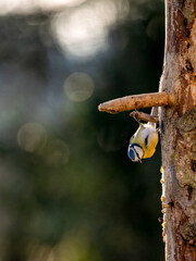 Blaumeise (Cyanistes caeruleu)