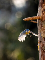 Naklejka premium Blaumeise&nbsp;(Cyanistes caeruleu)
