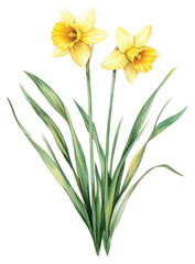 Obraz premium PNG Aesthetic spring Daffodil flower daffodils flowers illustration.