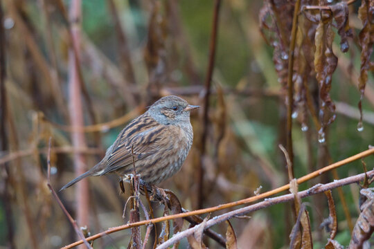 dunnock sitting in a bush