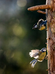 Blaumeise (Cyanistes caeruleu)