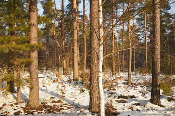 zima,las  © Marcin Łazarczyk