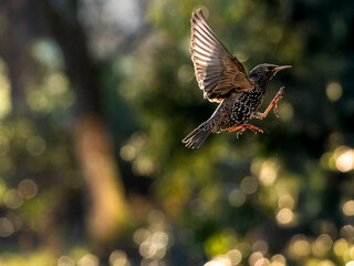 Fototapeta premium Star (Sturnus vulgaris)