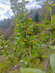 Natural Raw Sumbal Berry Fruit Closeup Pho