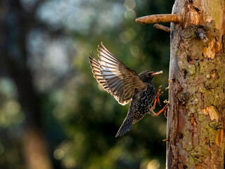 Star (Sturnus vulgaris)