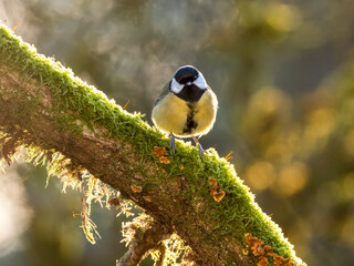 Kohlmeise (Parus major)