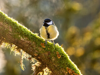 Kohlmeise (Parus major)