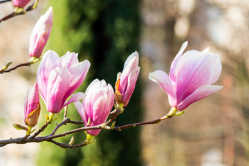 branch of magnolia in full bloom. decorative plant. nature background in spring. urban environment © Pellinni