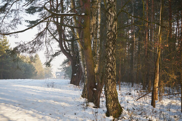 zima,drzewa,łąka © Marcin Łazarczyk