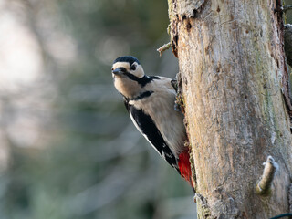 Buntspecht&nbsp;(Dendrocopos major)