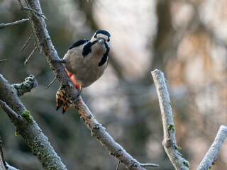 Buntspecht (Dendrocopos major)