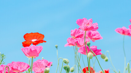 Obraz premium 青空に咲くポピー
