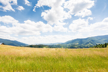 Obraz premium nature background with green field on the hill. rural pasture. blue sky with fluffy clouds. carpathian mountain landscape in summer. warm stunning weather