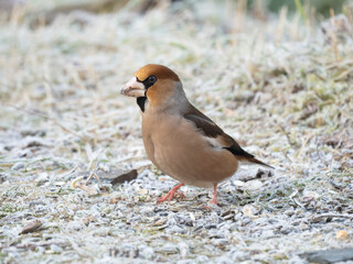 Kernbeißer (Coccothraustes coccothraustes)        Star (Sturnus vulgaris)