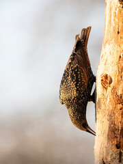  Star (Sturnus vulgaris)