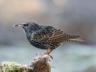  Star (Sturnus vulgaris)