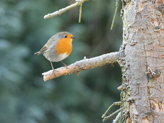 Rotkehlchen (Erithacus rubecula)         ,  Rotkehlchen ,Erithacus ,rubecula,sperlingsvögel,singvögel,rot garten,wald,park,friedhof