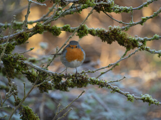 Rotkehlchen (Erithacus rubecula)         ,  Rotkehlchen ,Erithacus ,rubecula,sperlingsvögel,singvögel,rot garten,wald,park,friedhof