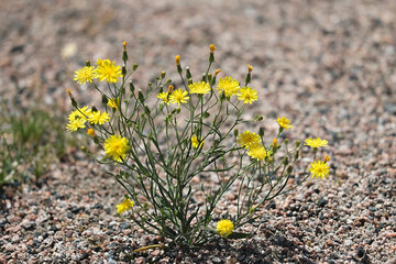 Narrowleaf Hawksbeard, Crepis tectorum, also known as Narrow-leaved hawk’s-beard or Wall hawk’s-beard, wild flowering plant from Finlnad