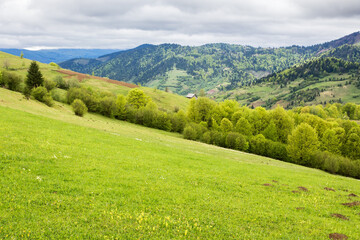 Fototapeta premium countryside mountain landscape in spring. season change. cloudy weather. field and forest on the hill. rolling rural scenery. distant borzhava ridge