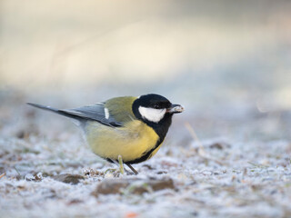 Kohlmeise (Parus major)