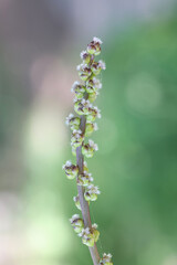 Seaside arrowgrass, Triglochin maritima, also known as common arrowgrass, sea arrowgrass or shore arrowgrass, wild plant from Finland