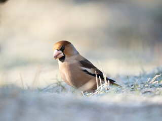Kernbeißer (Coccothraustes coccothraustes)
