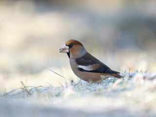 Kernbeißer (Coccothraustes coccothraustes)