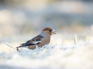 Kernbeißer (Coccothraustes coccothraustes)