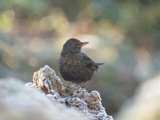 Amsel (Turdus merula)