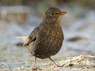 Amsel (Turdus merula)