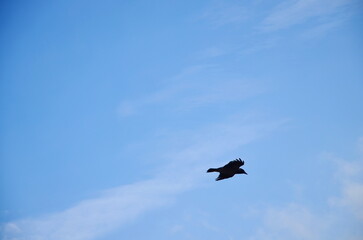 silhouette of a black flying crow against the blue sky