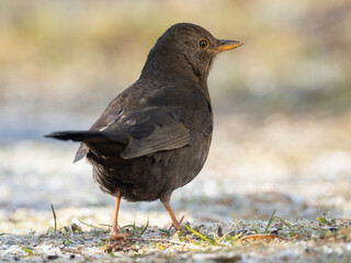 Amsel (Turdus merula)