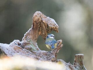 Blaumeise (Cyanistes caeruleu)