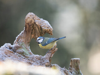 Blaumeise (Cyanistes caeruleu)