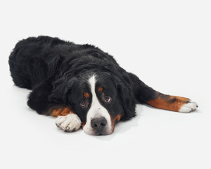 A Bernese Mountain Dog lying on a white background in a relaxed pose. The dog looks calm and...