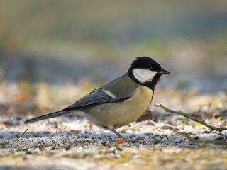Obraz premium Kohlmeise (Parus major)