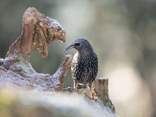  Star (Sturnus vulgaris)