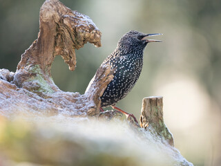  Star (Sturnus vulgaris)