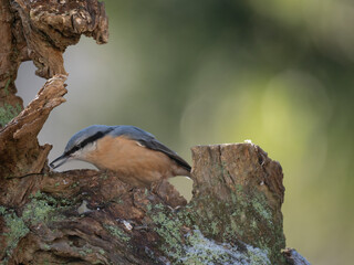 Kleiber (Sitta europaea)