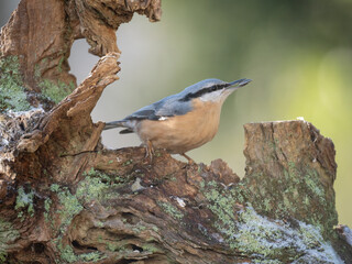 Kleiber (Sitta europaea)