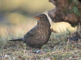 Amsel (Turdus merula)